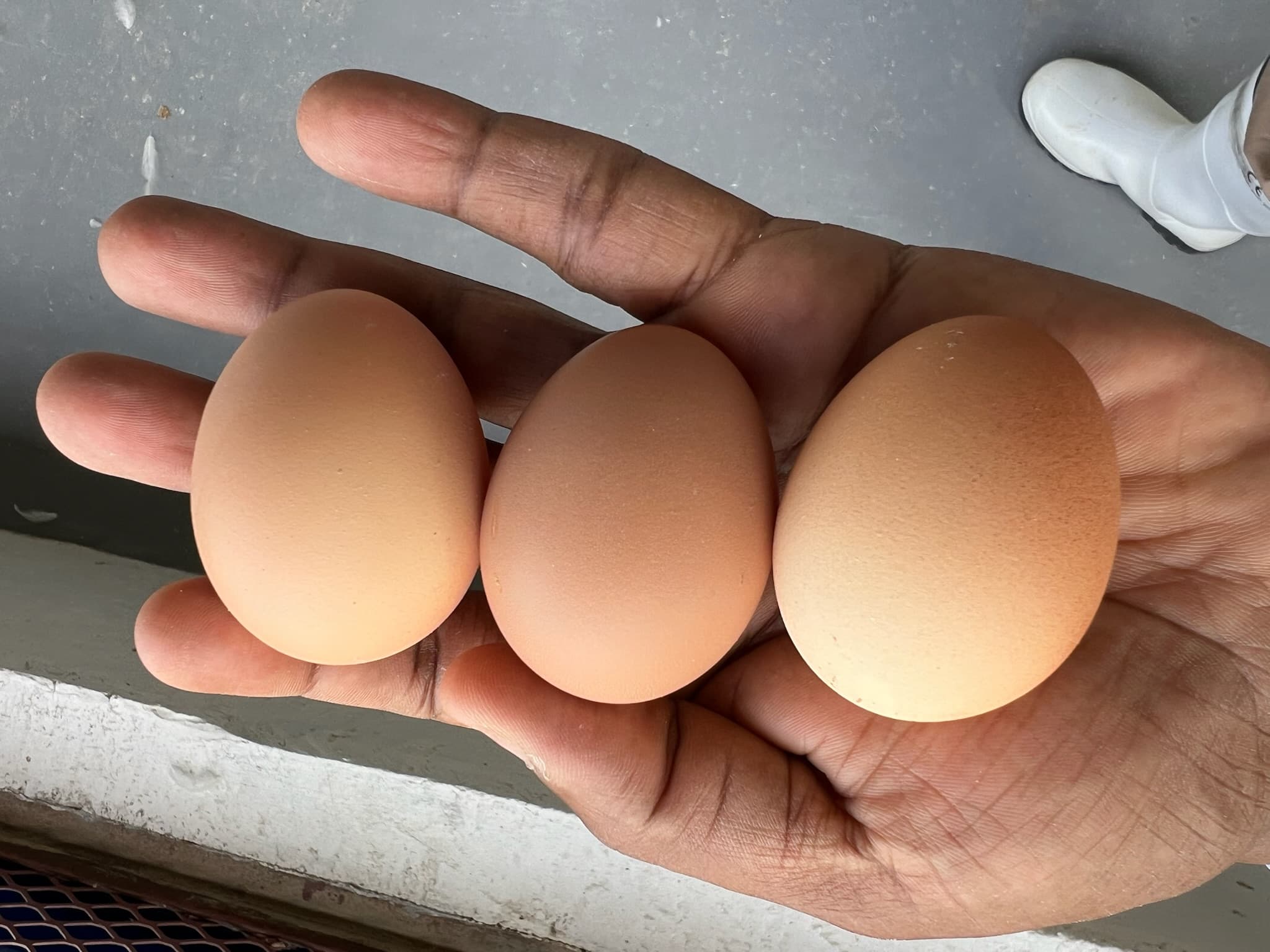 Healthy broilers