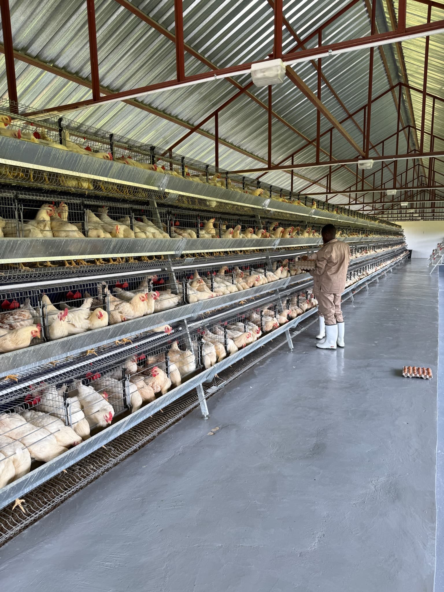 Broiler chickens