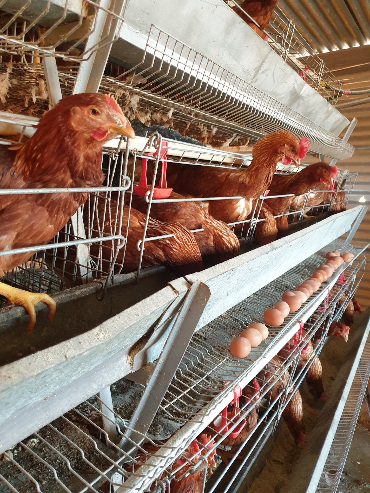 Free-range layers
