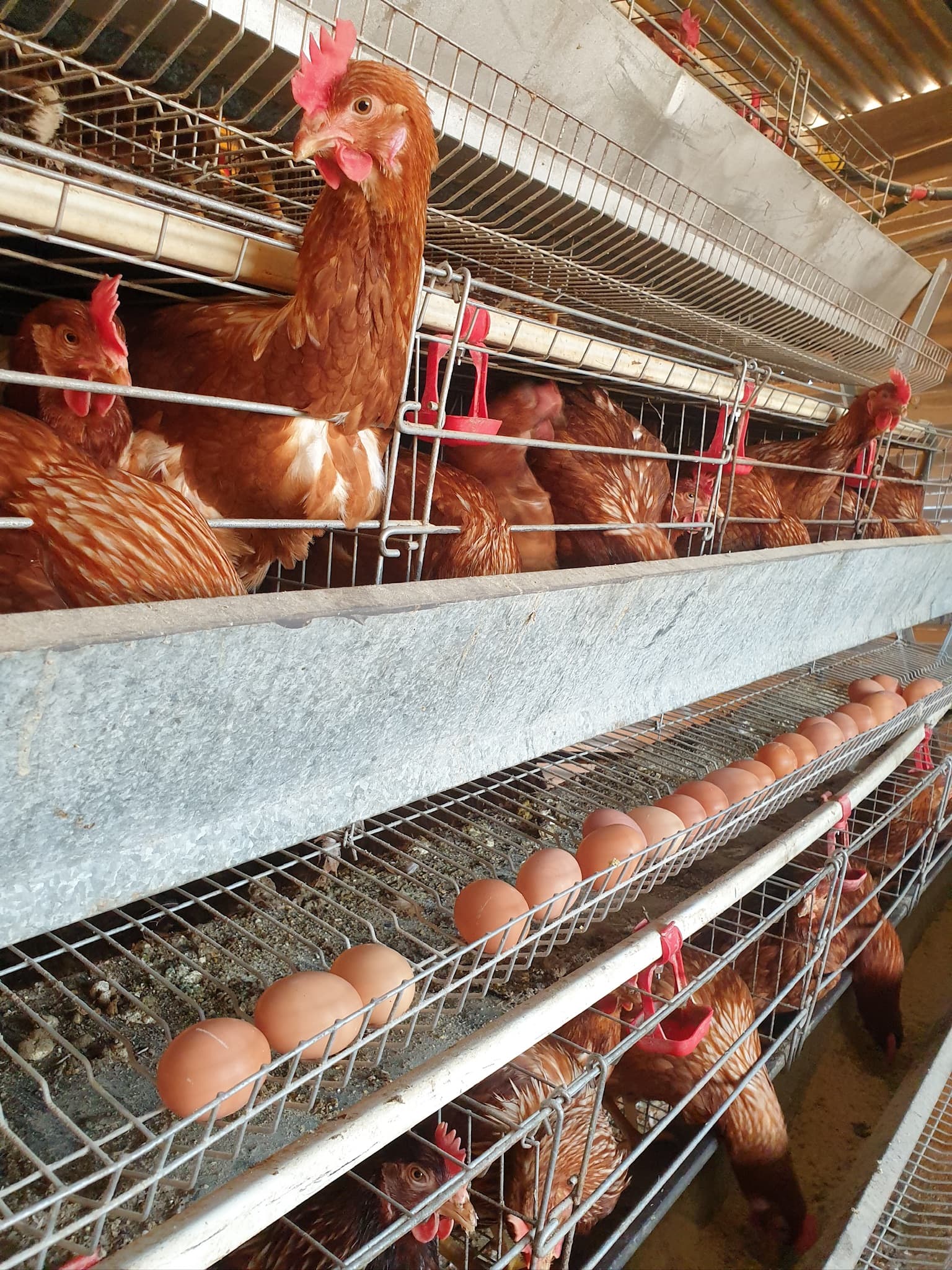 Layer hens