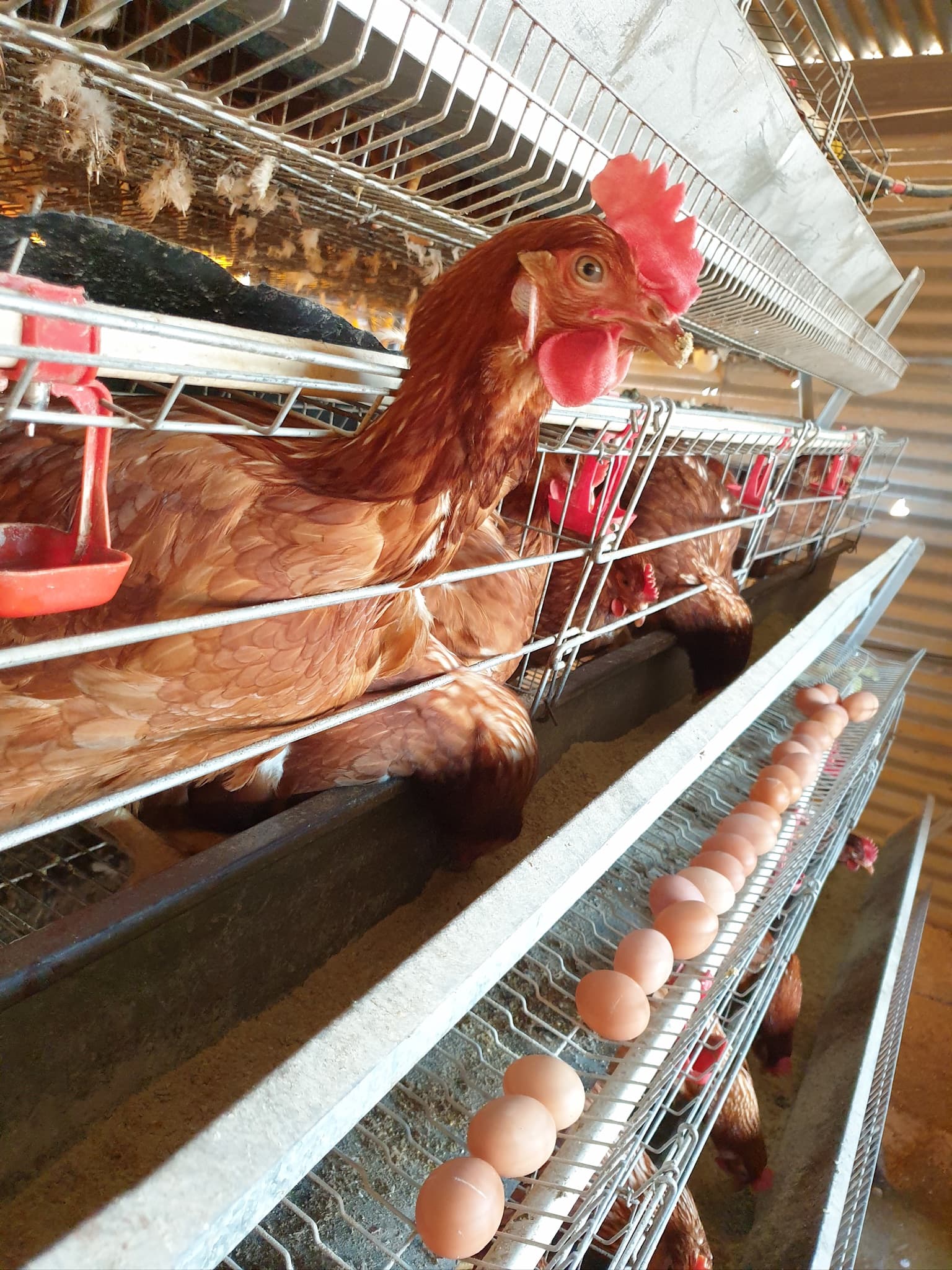 Free-range chickens