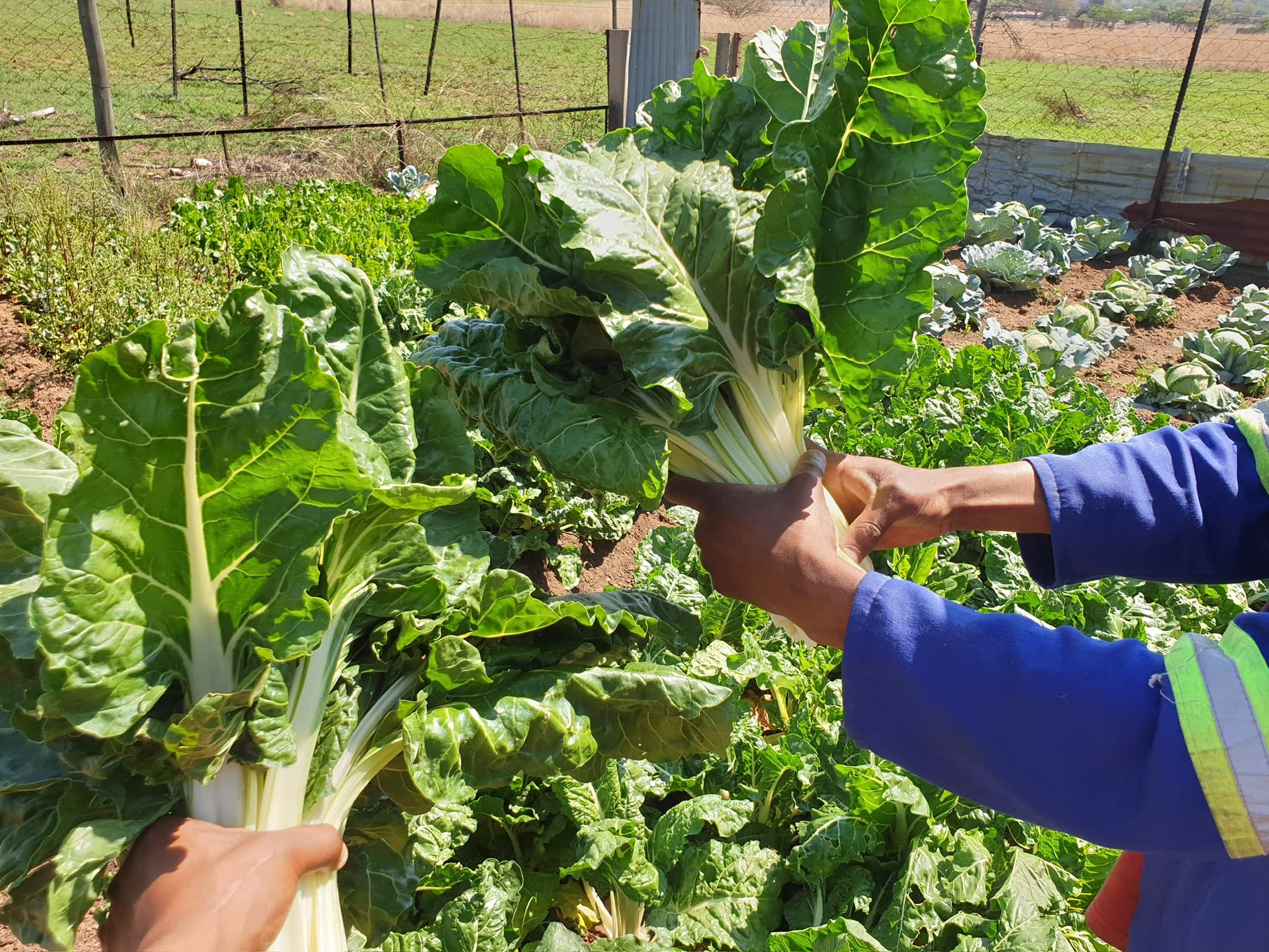 Organic spinach