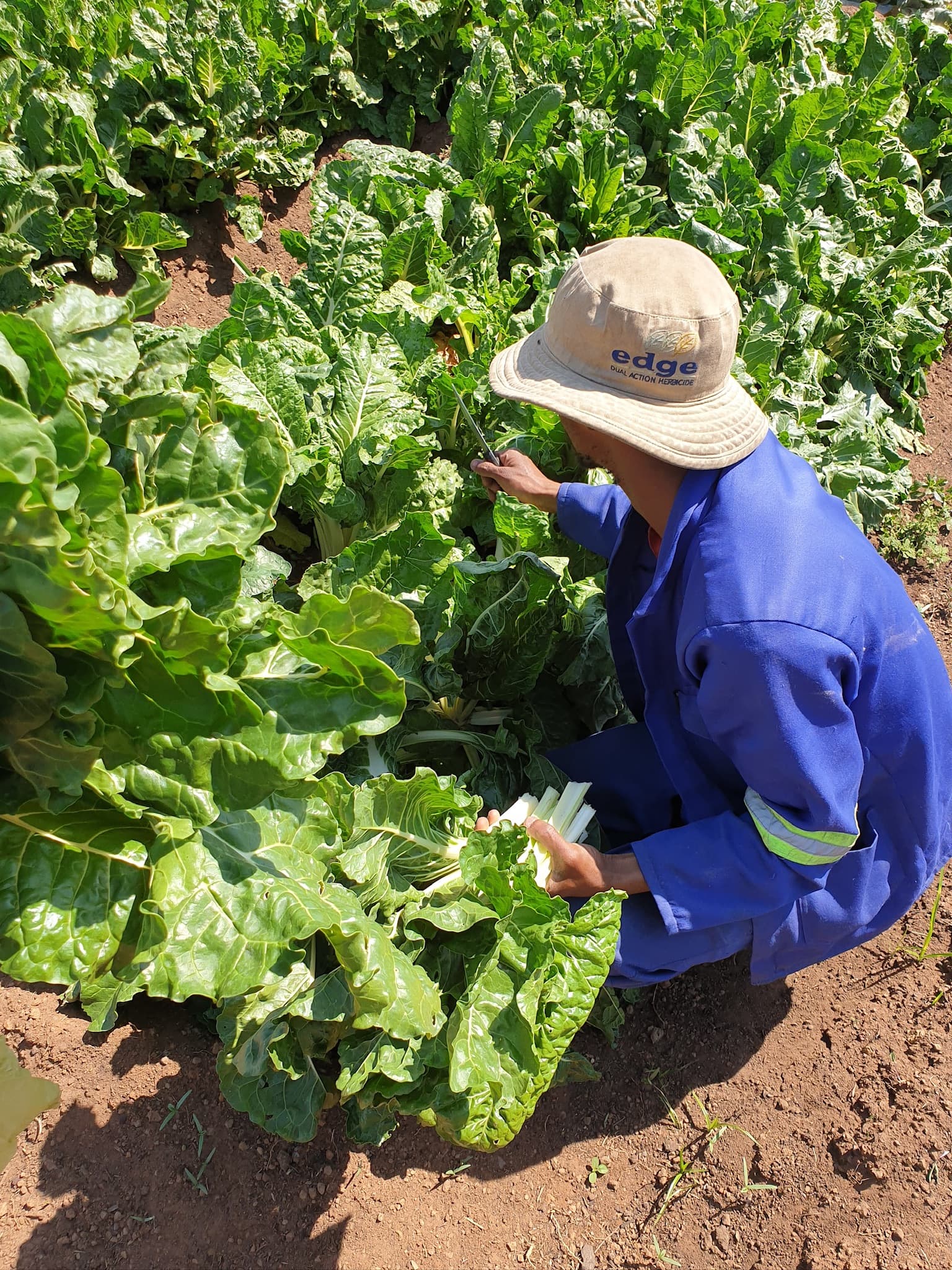 Fresh Spinach