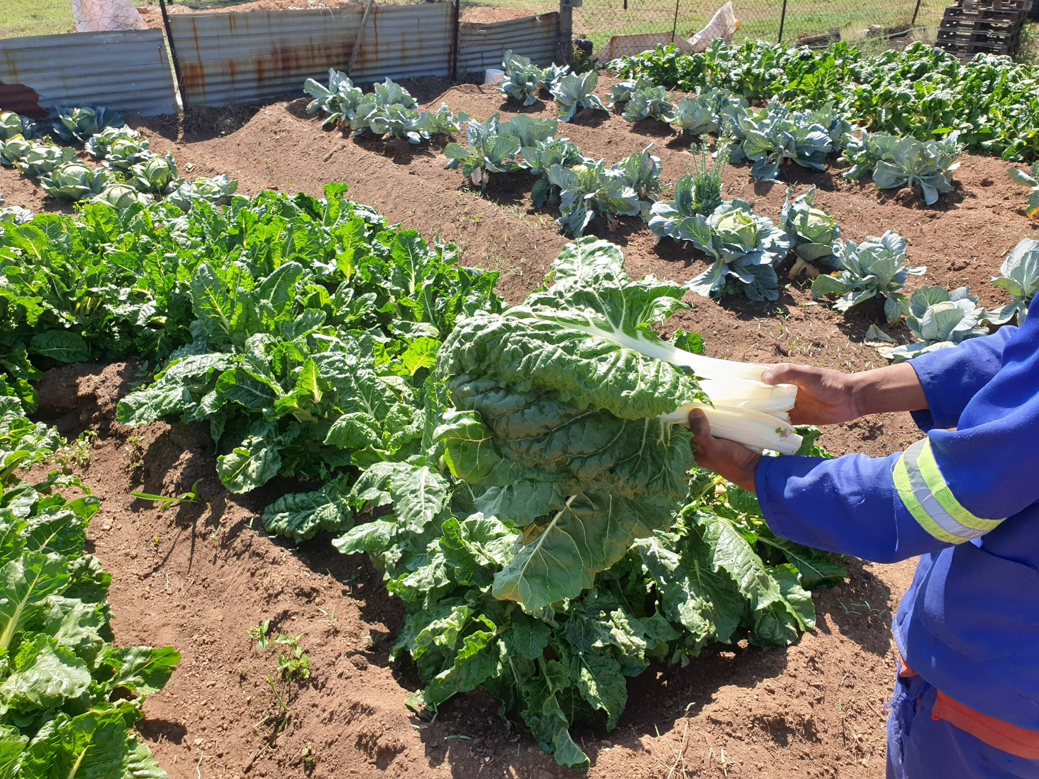 Garden Beetroot